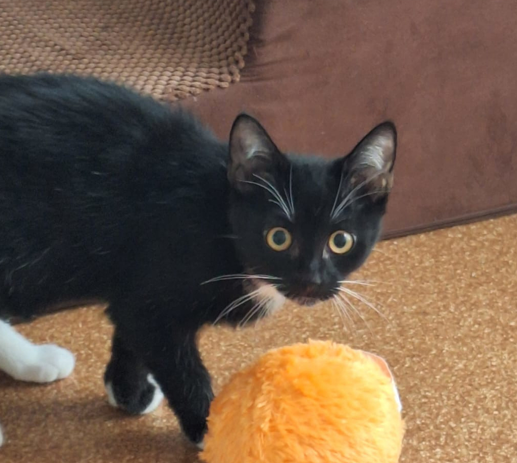 Magalia neben einem gelben Spielzeug Schwarz-weiße junge Katze Magalia steht neben einem gelben Spielzeug auf dem Boden.
