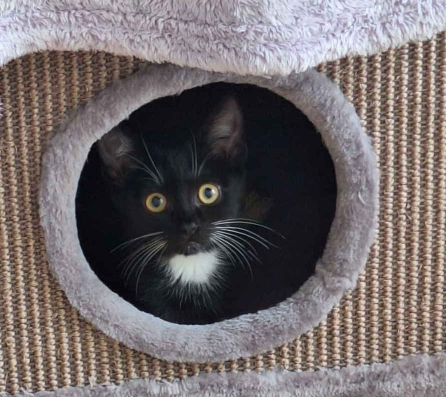 Magalia in einer Kratzbaumhöhle Schwarz-weiße junge Katze Magalia schaut aus einer runden Kratzbaumhöhle.