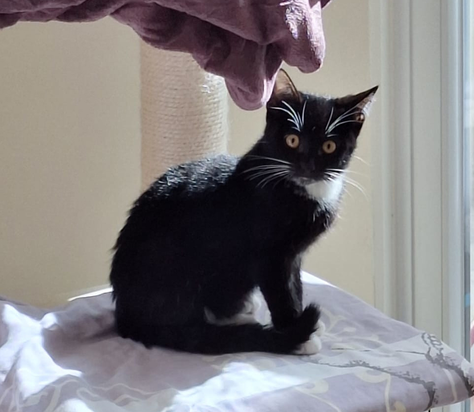 Magalia auf einer Liegefläche Schwarz-weiße junge Katze Magalia sitzt auf einer erhöhten Liegefläche am Fenster.
