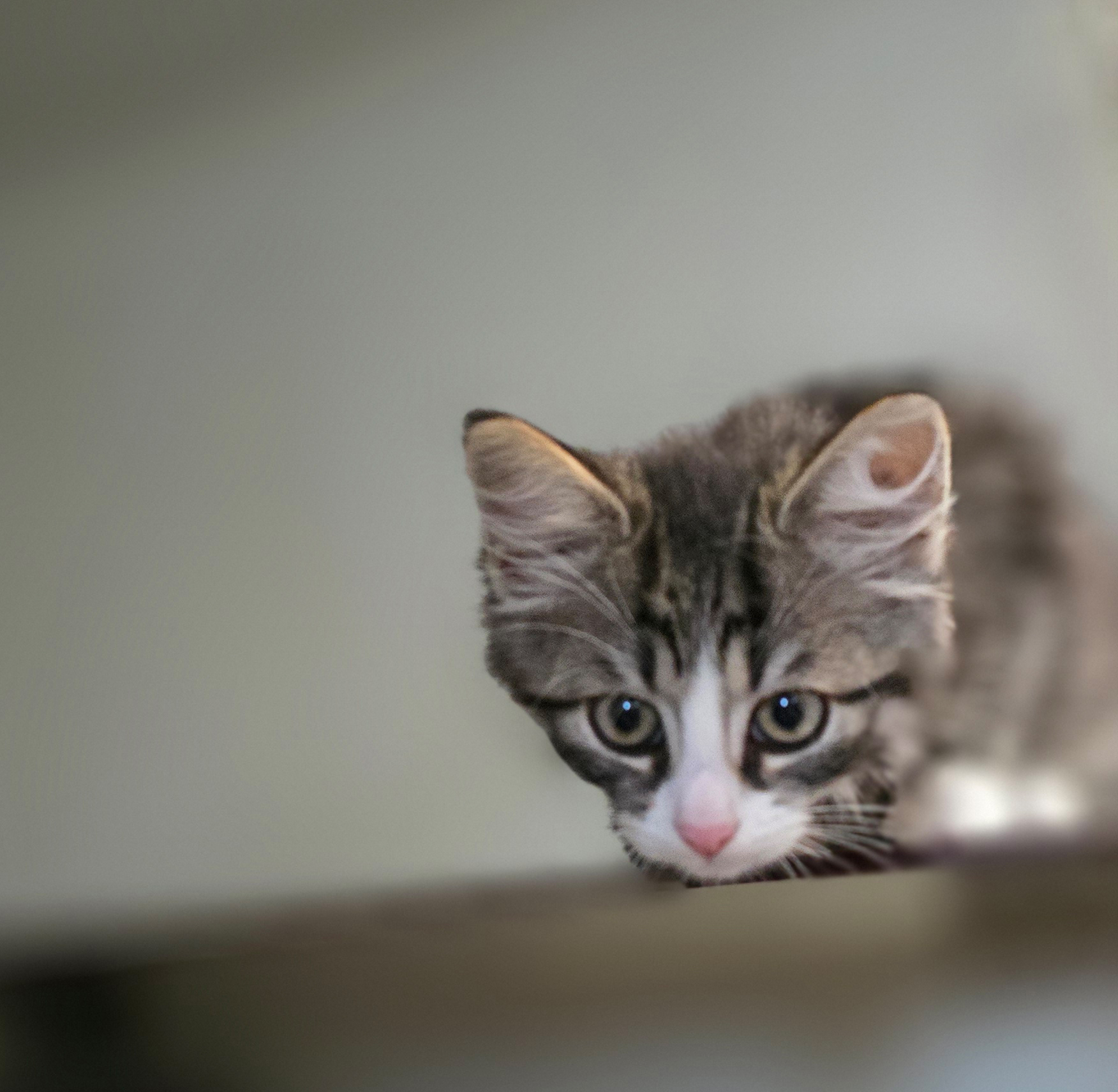 Porträt des Katzenkindes Malik.