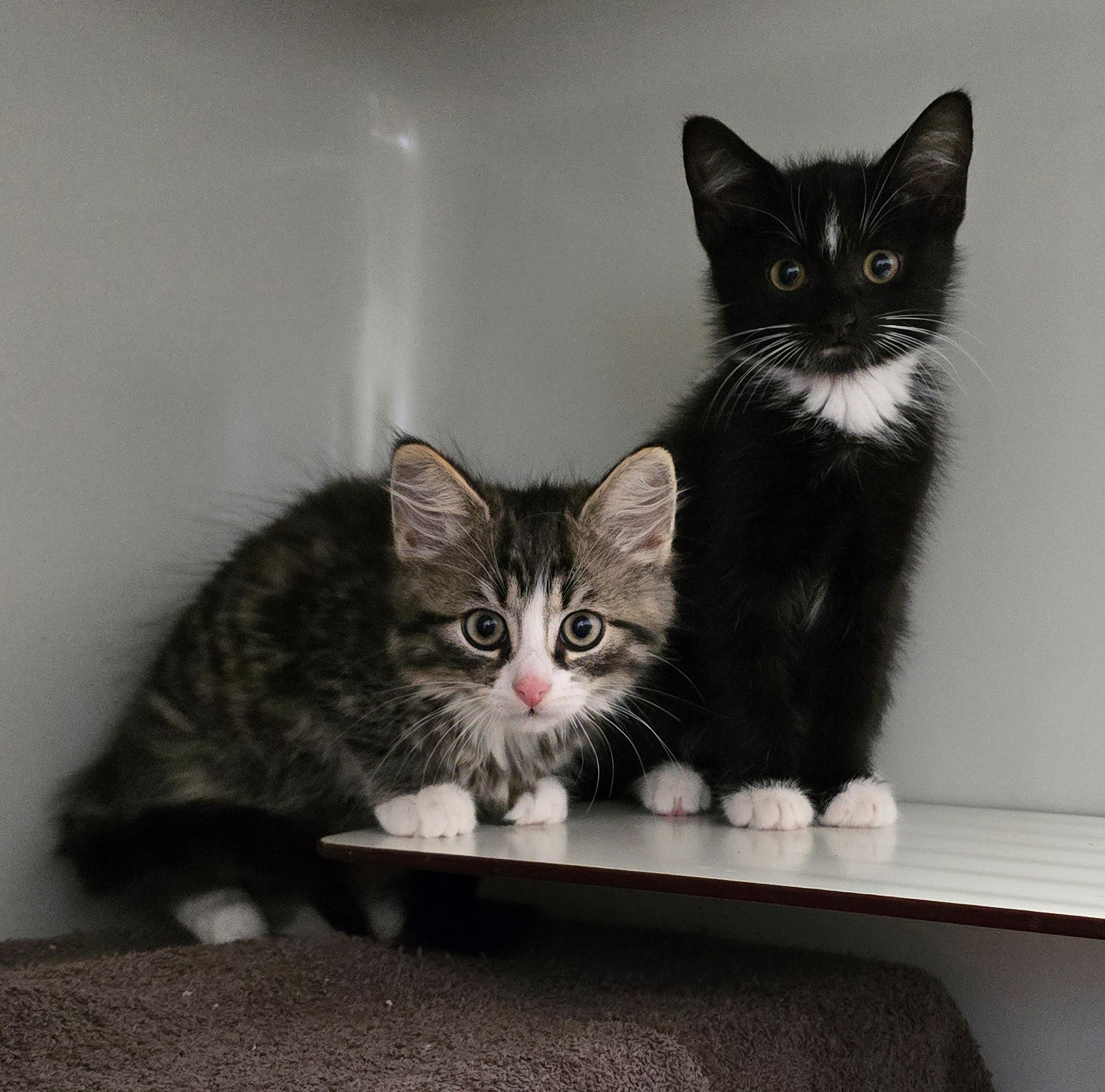 Die Katzenkinder Malik und Maddy sitzen nebeneinander auf einem Kratzbaum.
