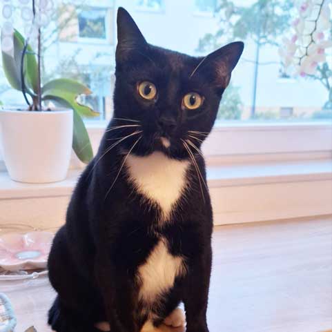 Schwarz-weiße Katze Matilda sitzt auf einer Fensterbank.