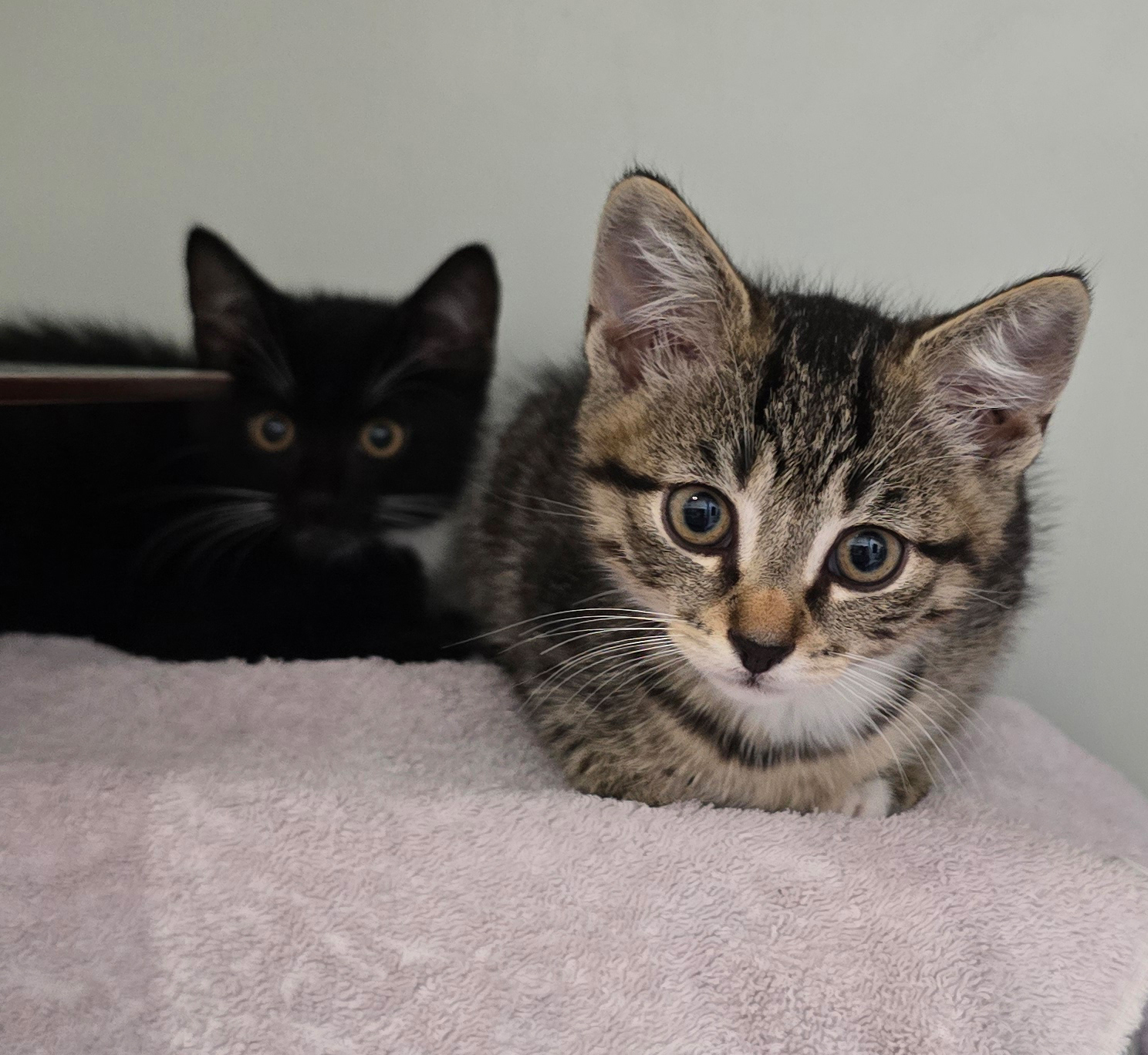Melek – Profilbild Melek im Tierheim Hannover
