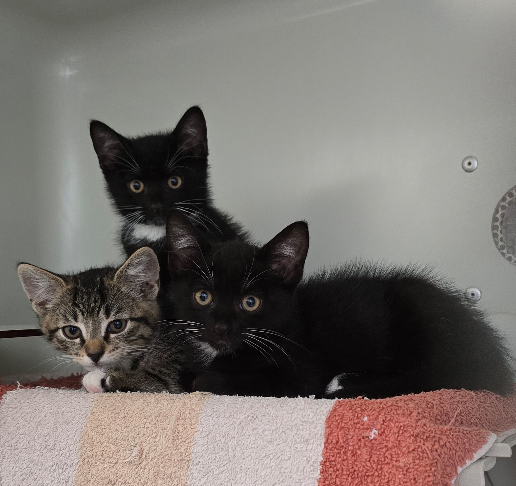 Melek – Profilbild Melek im Tierheim Hannover