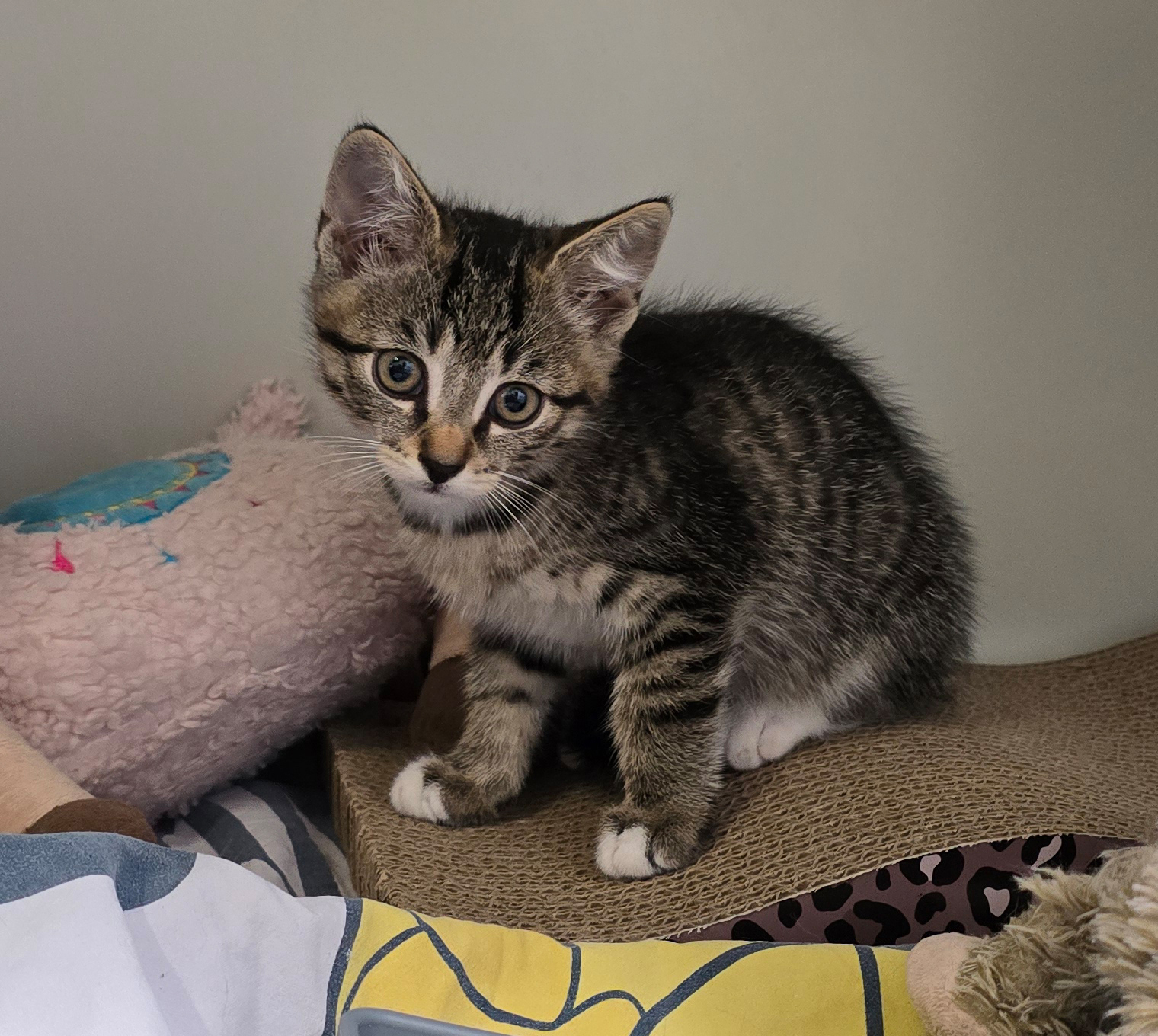 Melek – Profilbild Melek im Tierheim Hannover