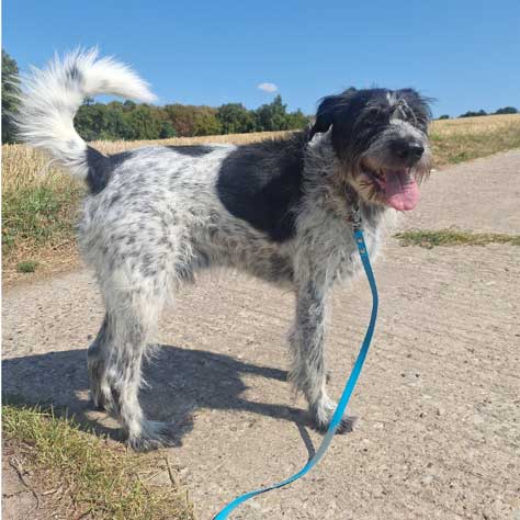 Hund Mio steht angeleint auf einem Feldweg