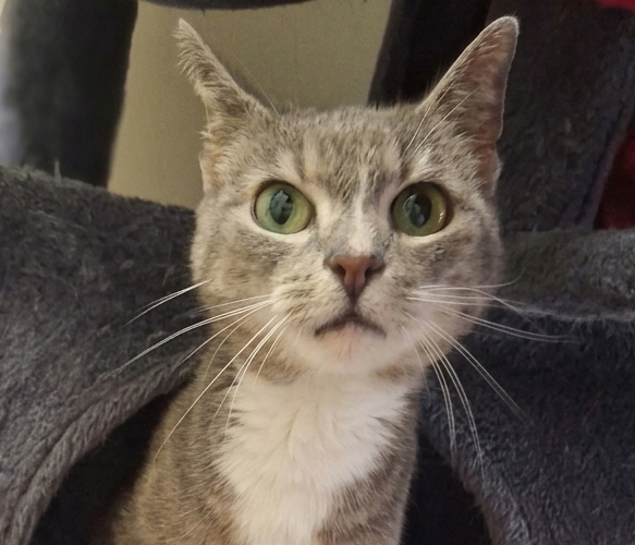 Porträt von Mizuki Porträt der Katze Mizuki mit grünlichen Augen
