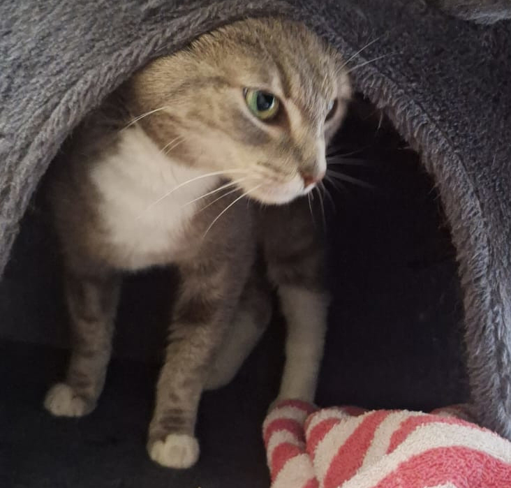Mizuki blickt aus der Katzenhöhle Katze Mizuki blickt seitlich aus einer Katzenhöhle