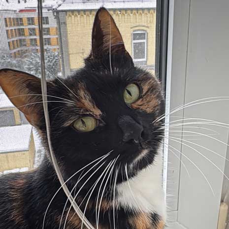 Nala – Gastkatze Nala