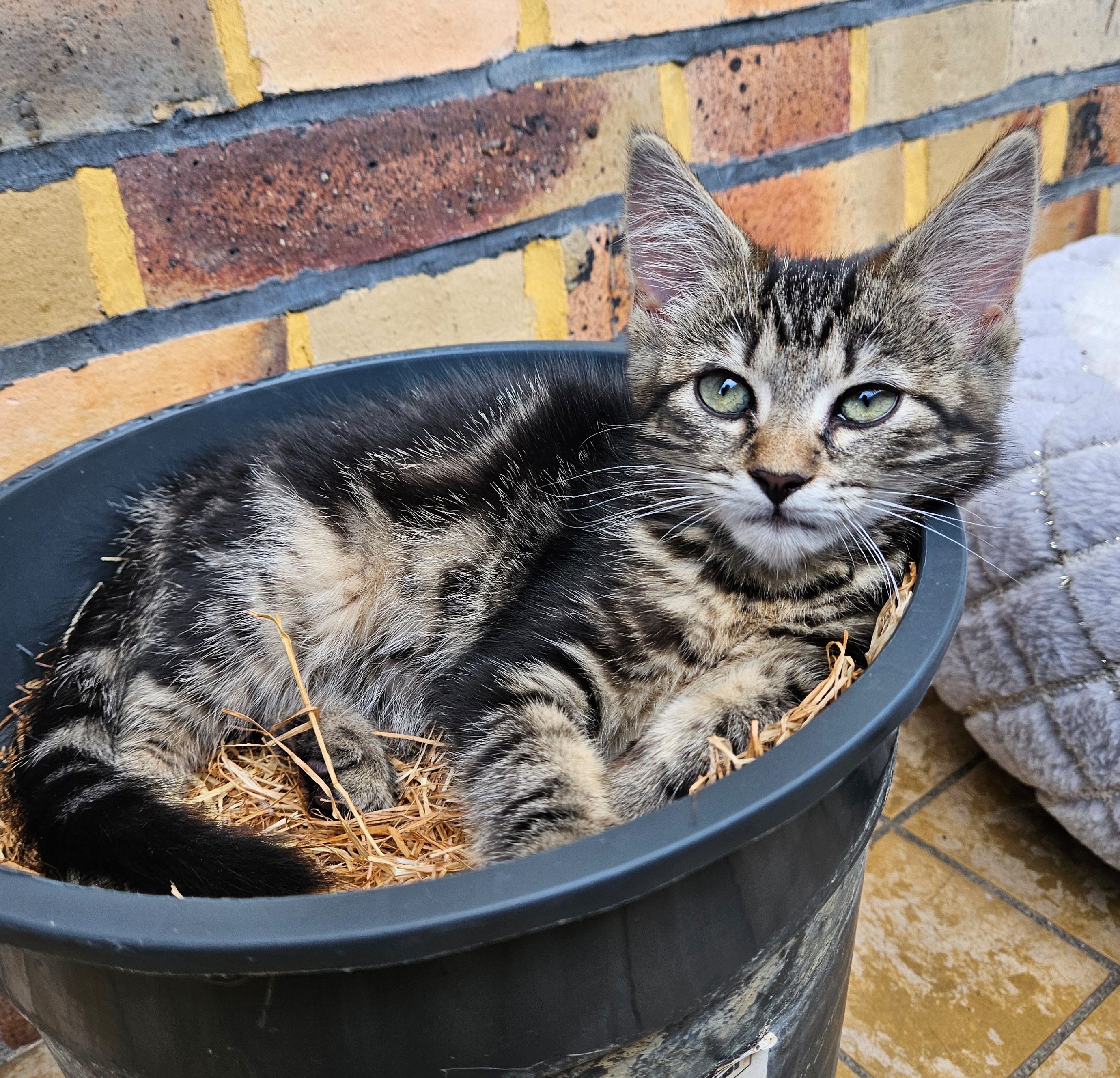 Oleander – Titelbild Oleander im Tierheim Hannover