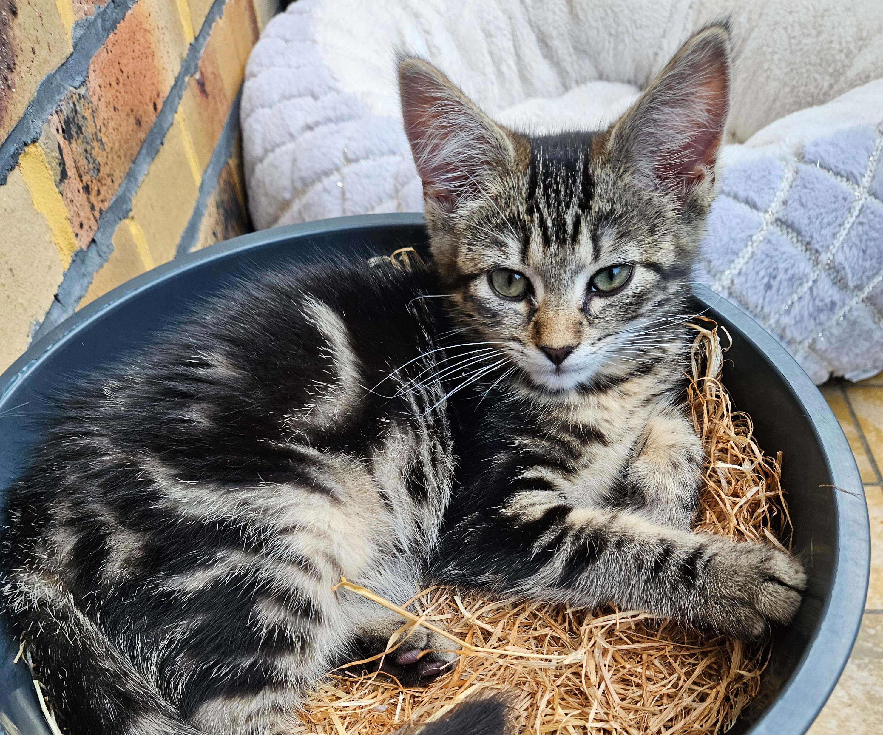 Oleander – Profilbild Oleander im Tierheim Hannover