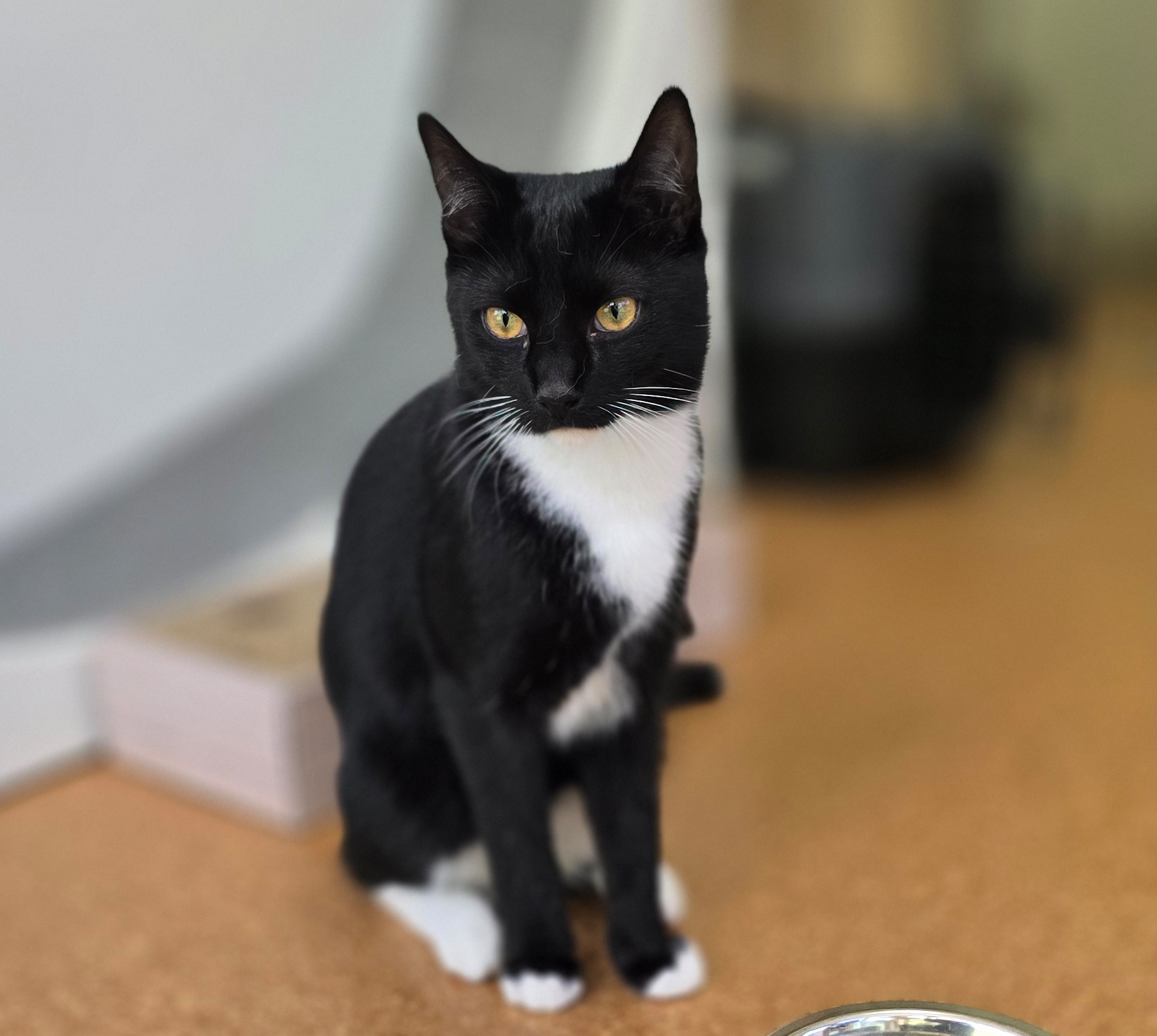 Panko – Profilbild Panko im Tierheim Hannover