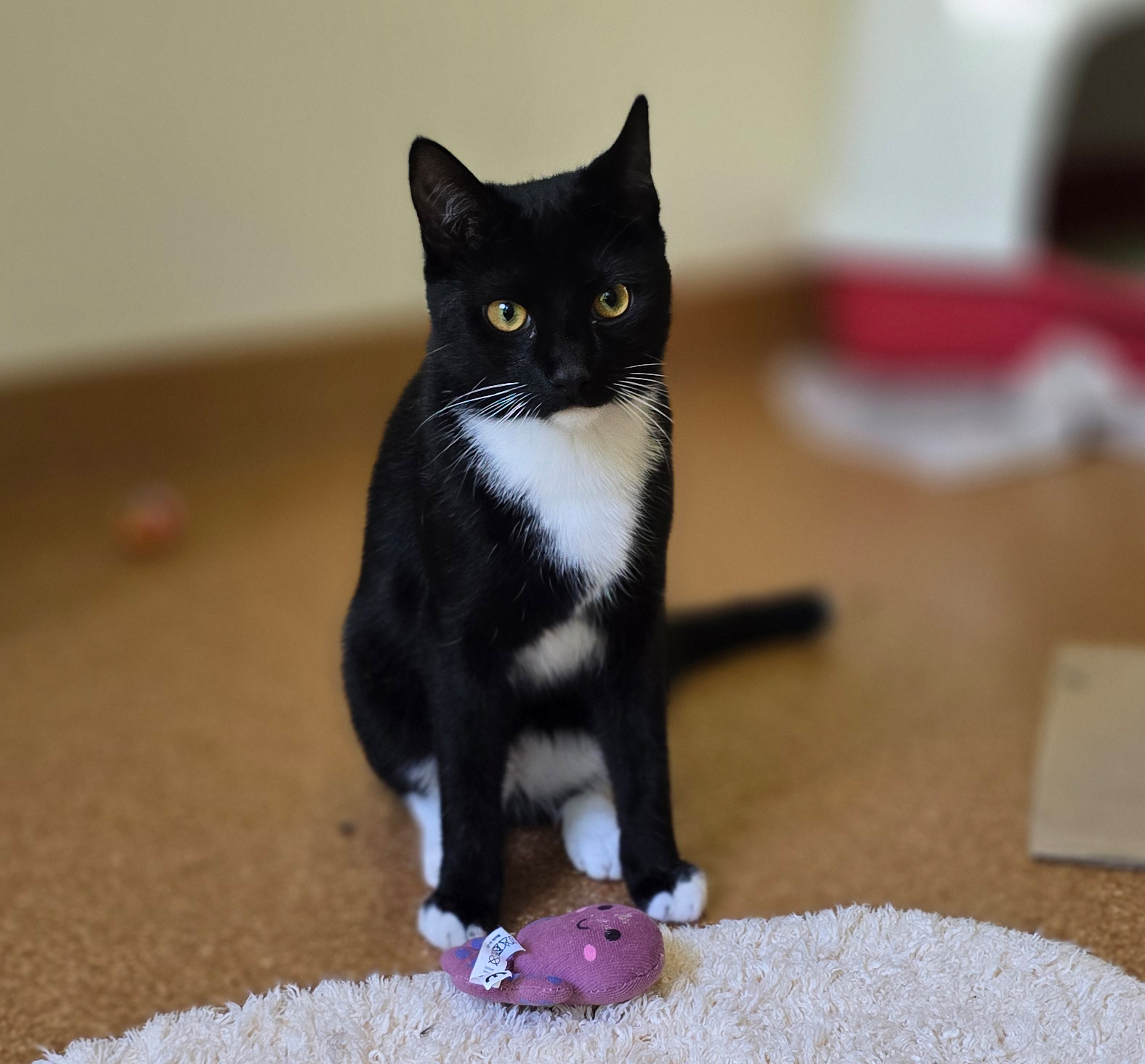 Panko – Profilbild Panko im Tierheim Hannover