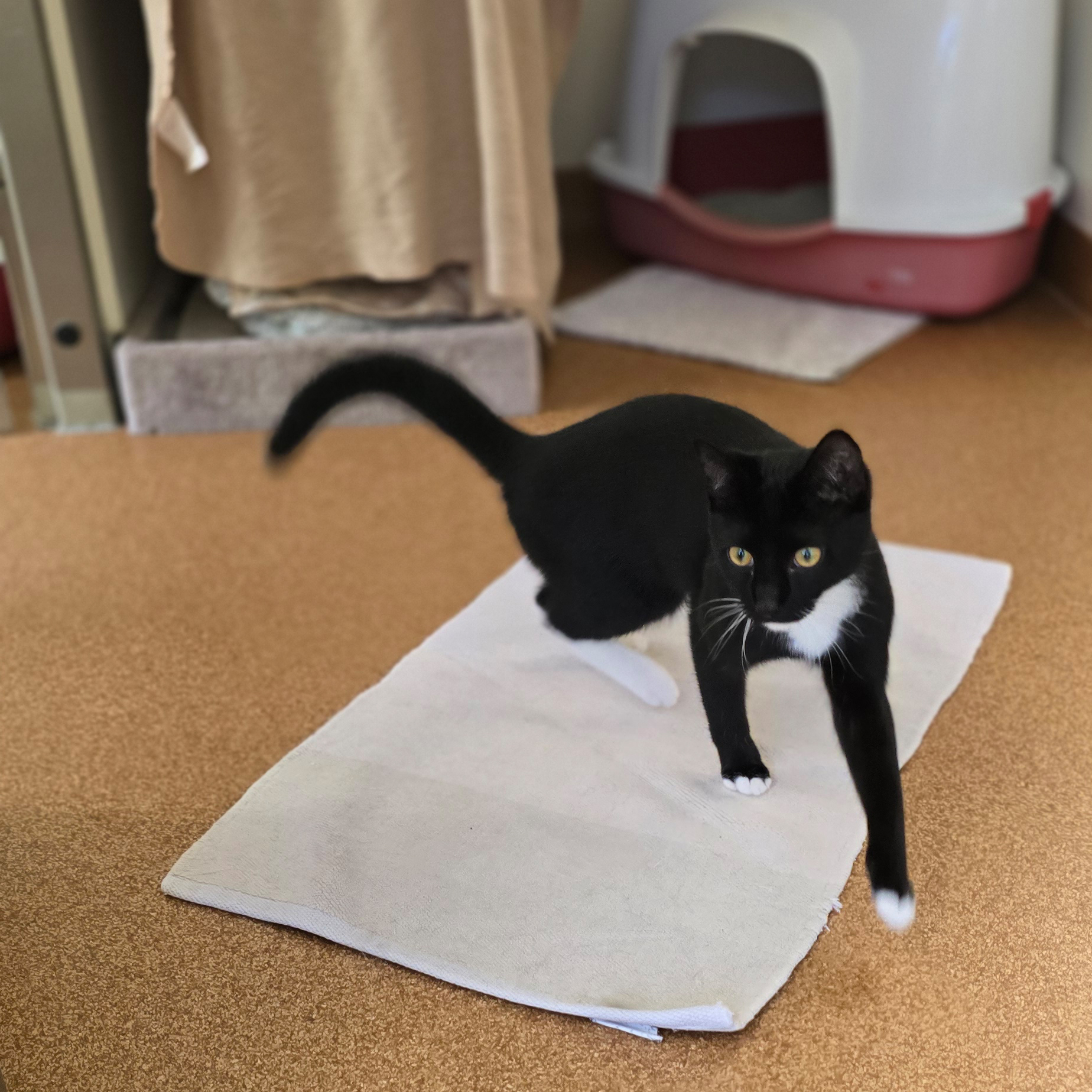 Panko – Profilbild Panko im Tierheim Hannover