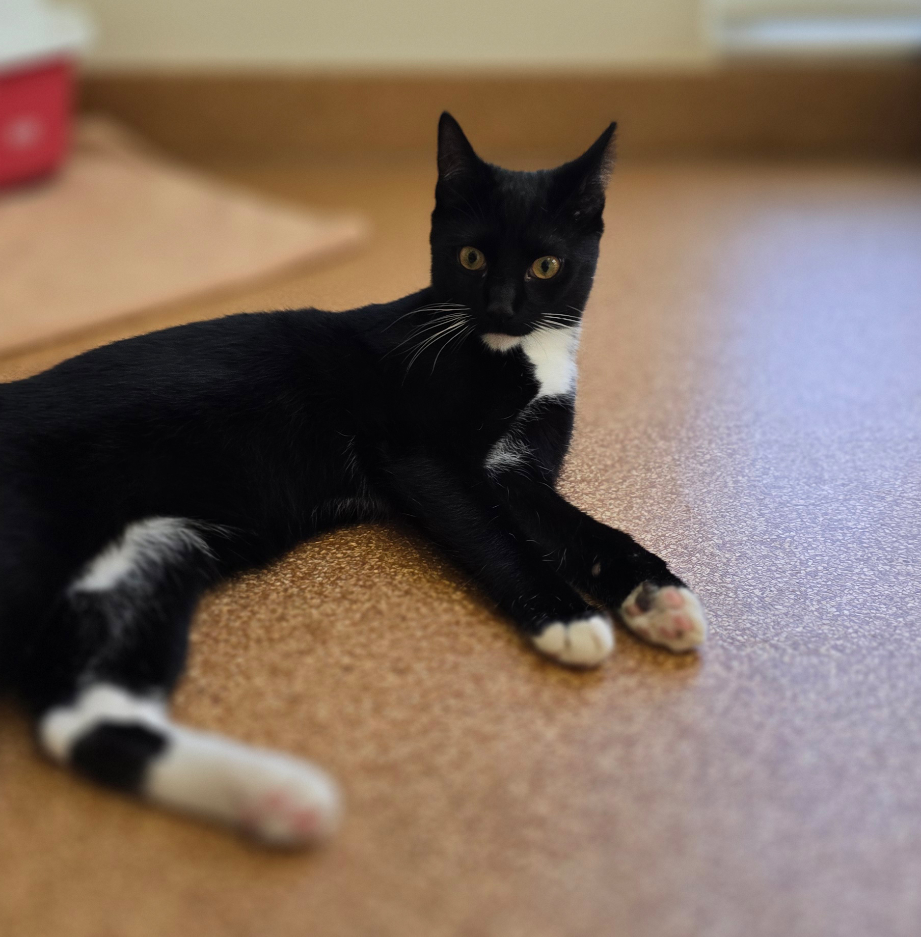Panko – Profilbild Panko im Tierheim Hannover