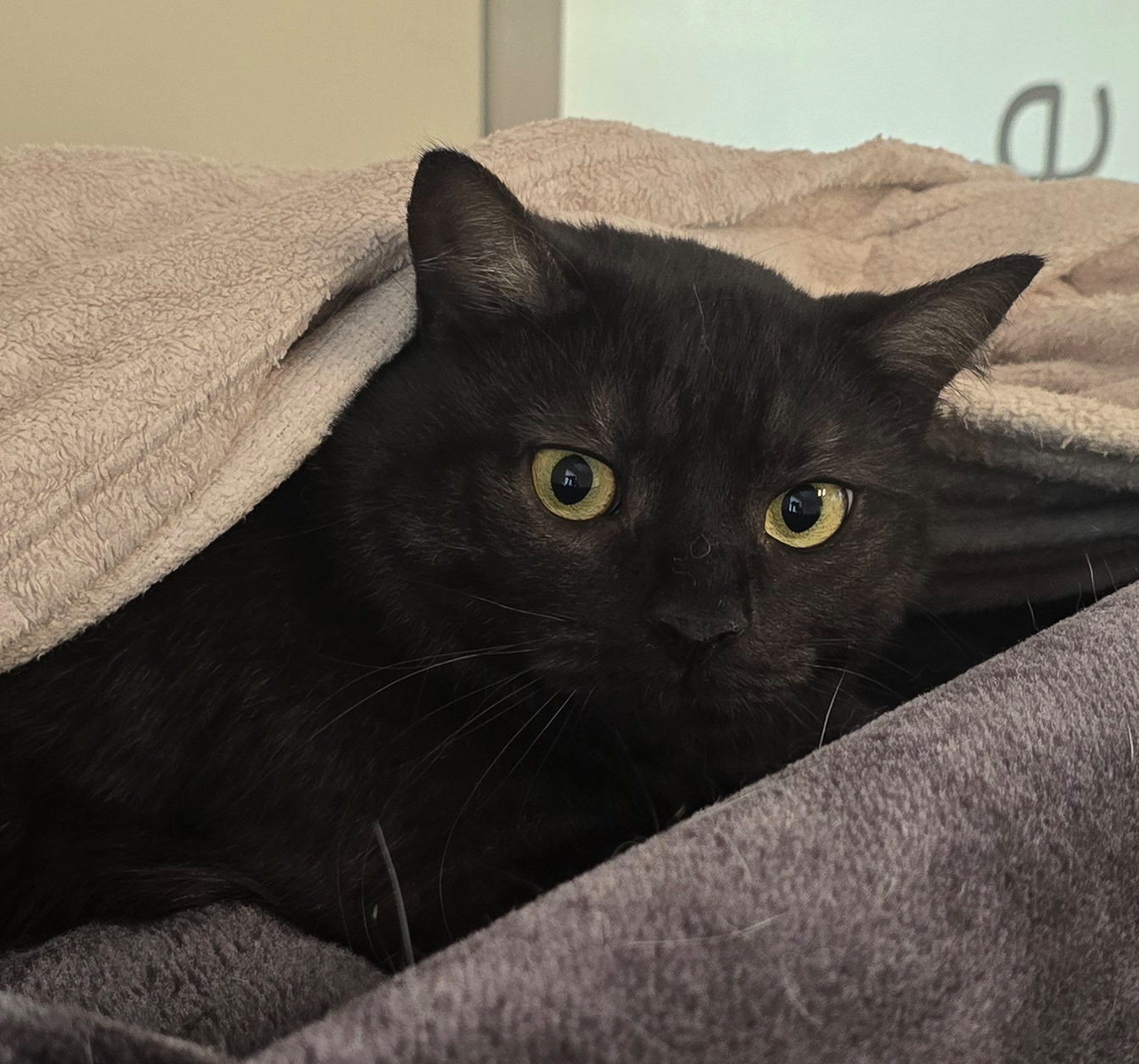 Porträt des schwarzen Katers Quincy unter einer Decke.