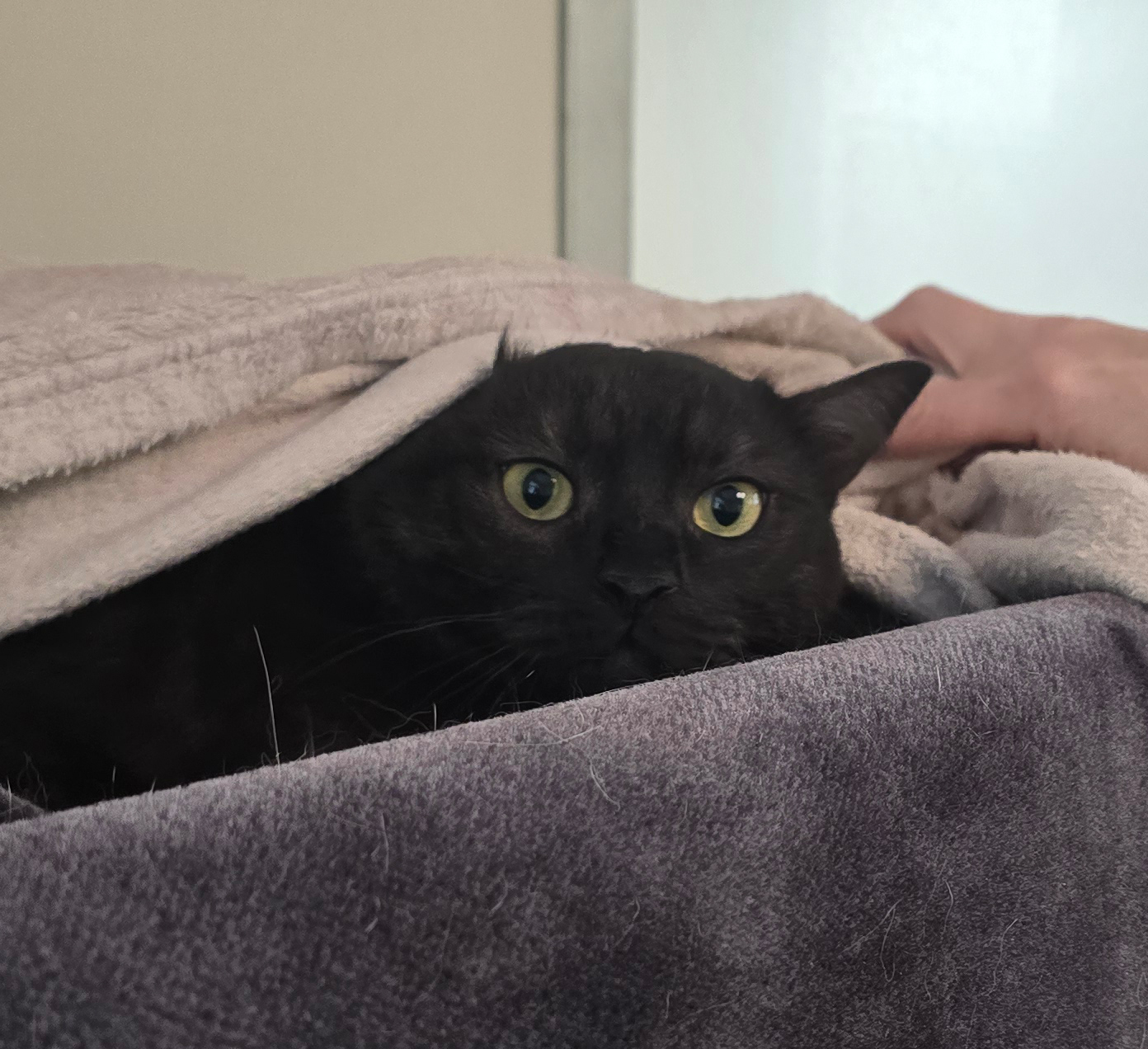 Der schwarze Kater Quincy schaut unter einer Decke hervor.