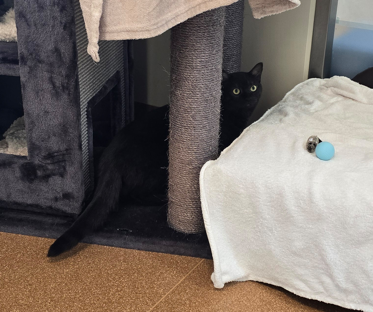 Der schwarze Kater Quincy sitzt neben einem Kratzbaum.