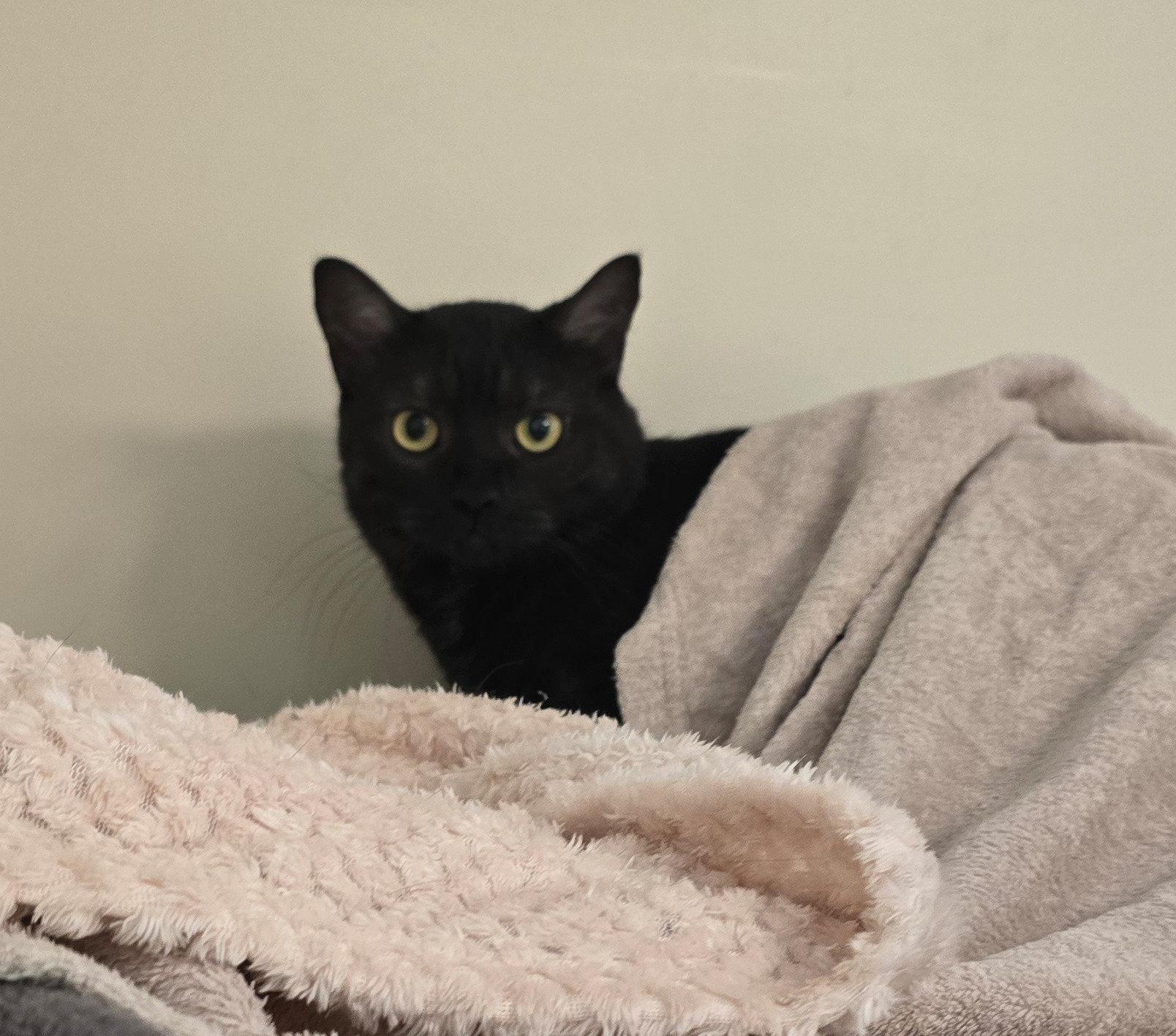 Der schwarze Kater Quincy sitzt zwischen weichen Decken.