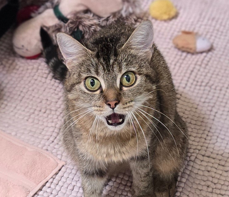 Porträt der Katze Röhrchen.