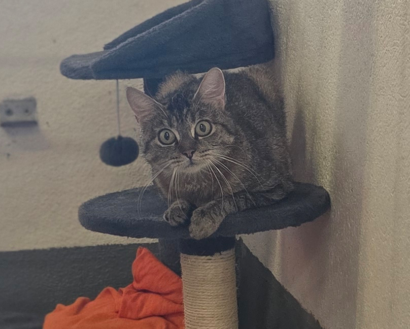 Katze Röhrchen sitzt auf einem Kratzbaum.