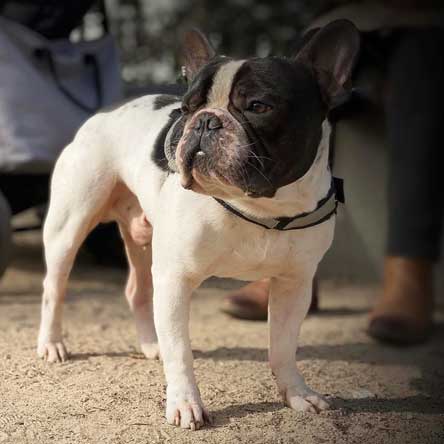 Französische Bulldogge Spike steht im Freien.