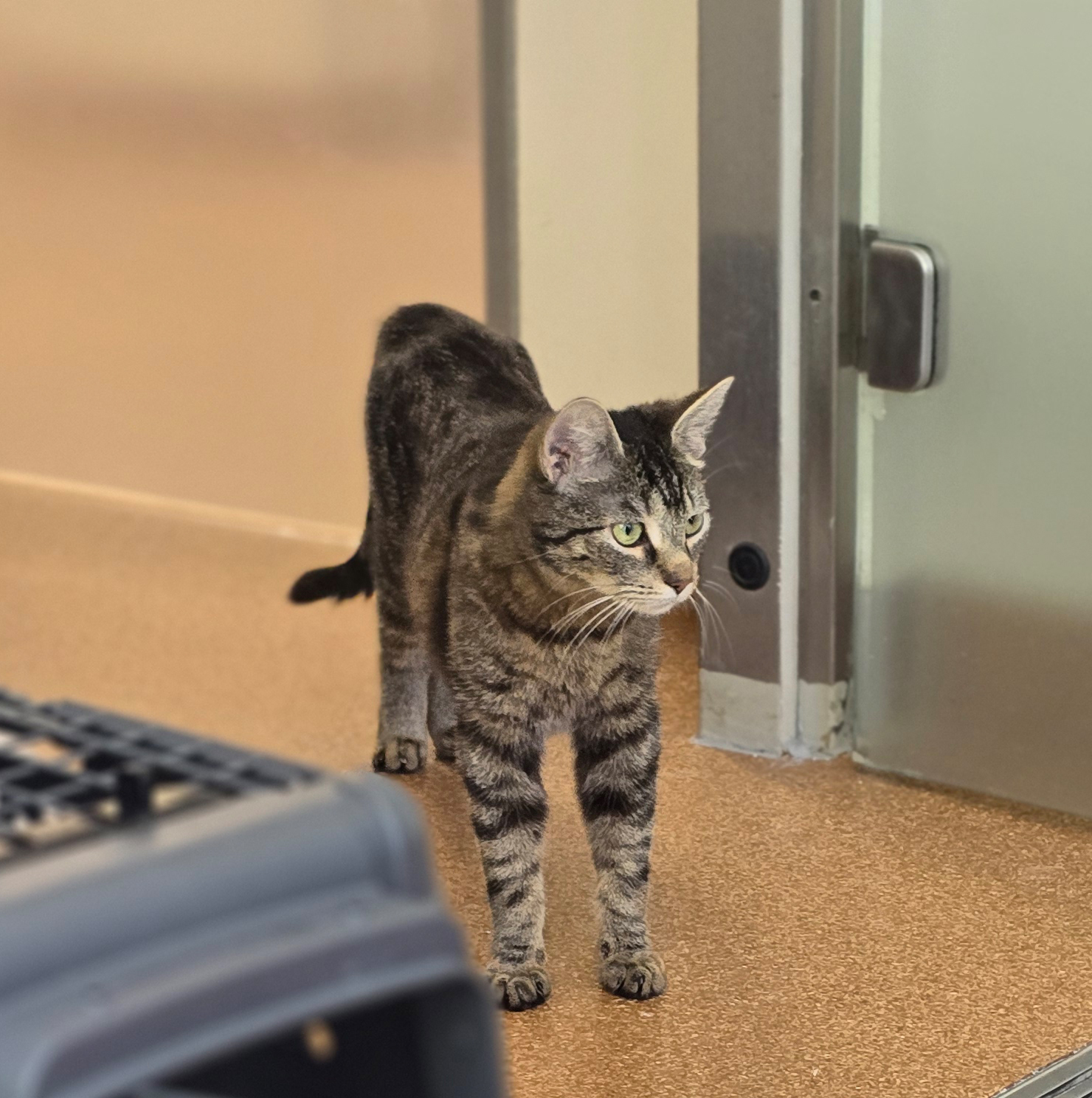 Toni – Profilbild Toni im Tierheim Hannover