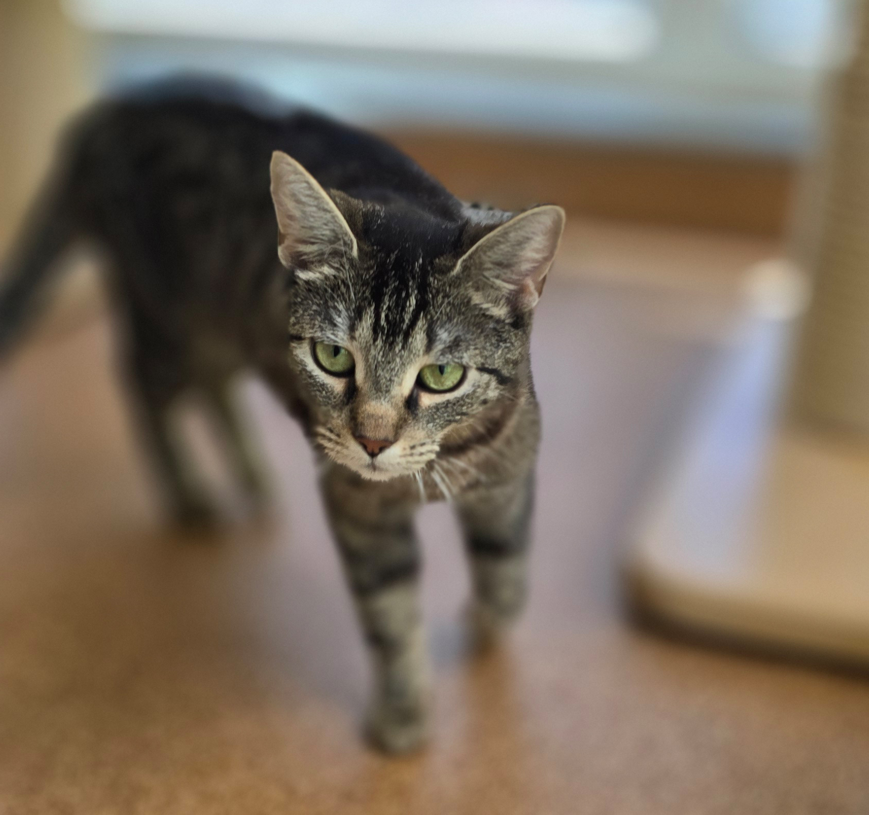 Toni – Profilbild Toni im Tierheim Hannover
