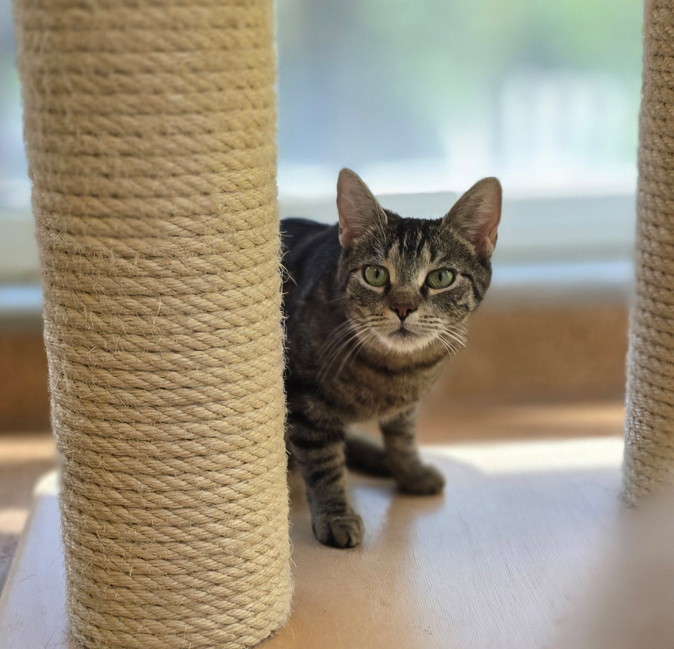 Toni – Profilbild Toni im Tierheim Hannover