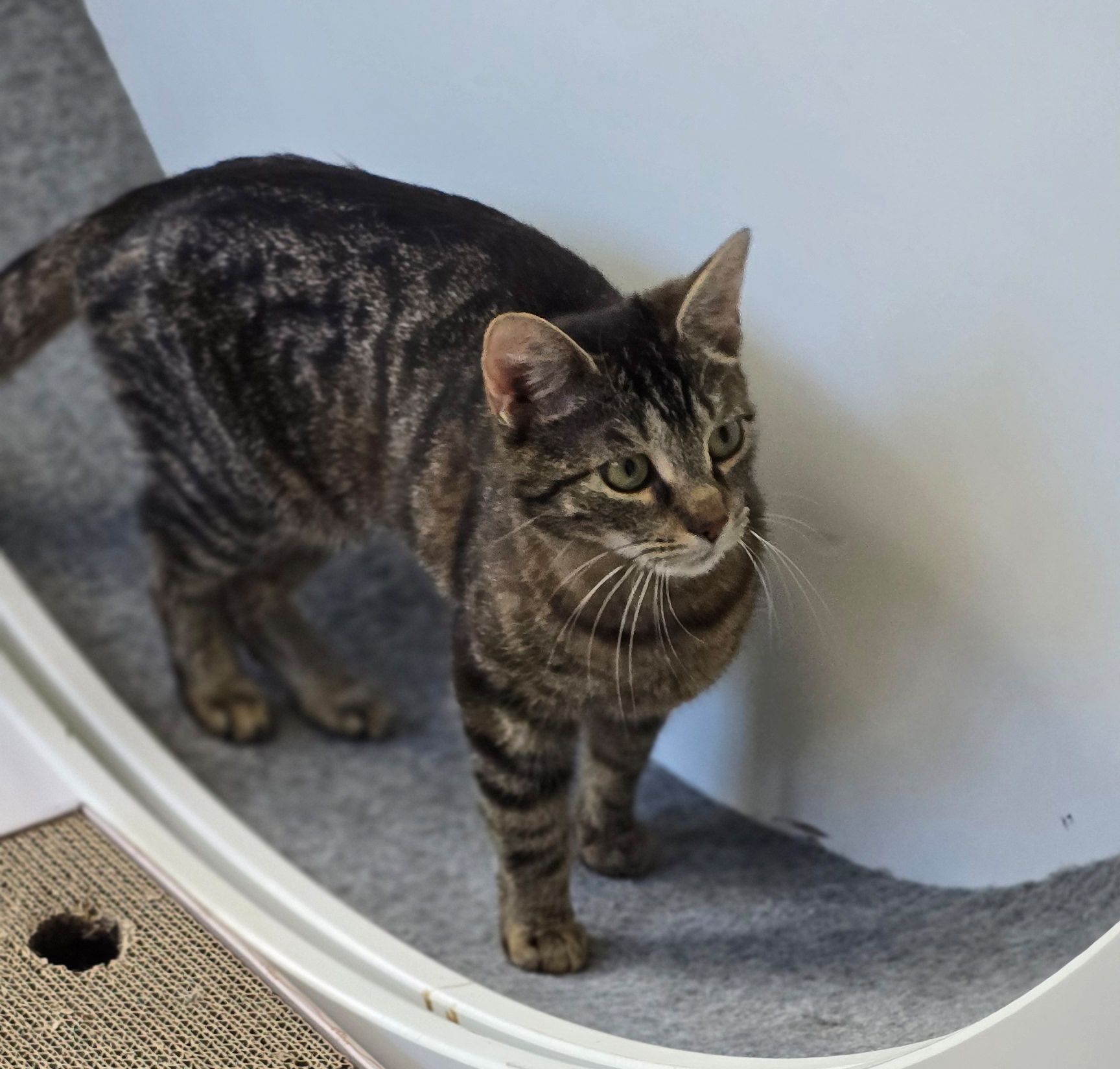 Toni – Profilbild Toni im Tierheim Hannover