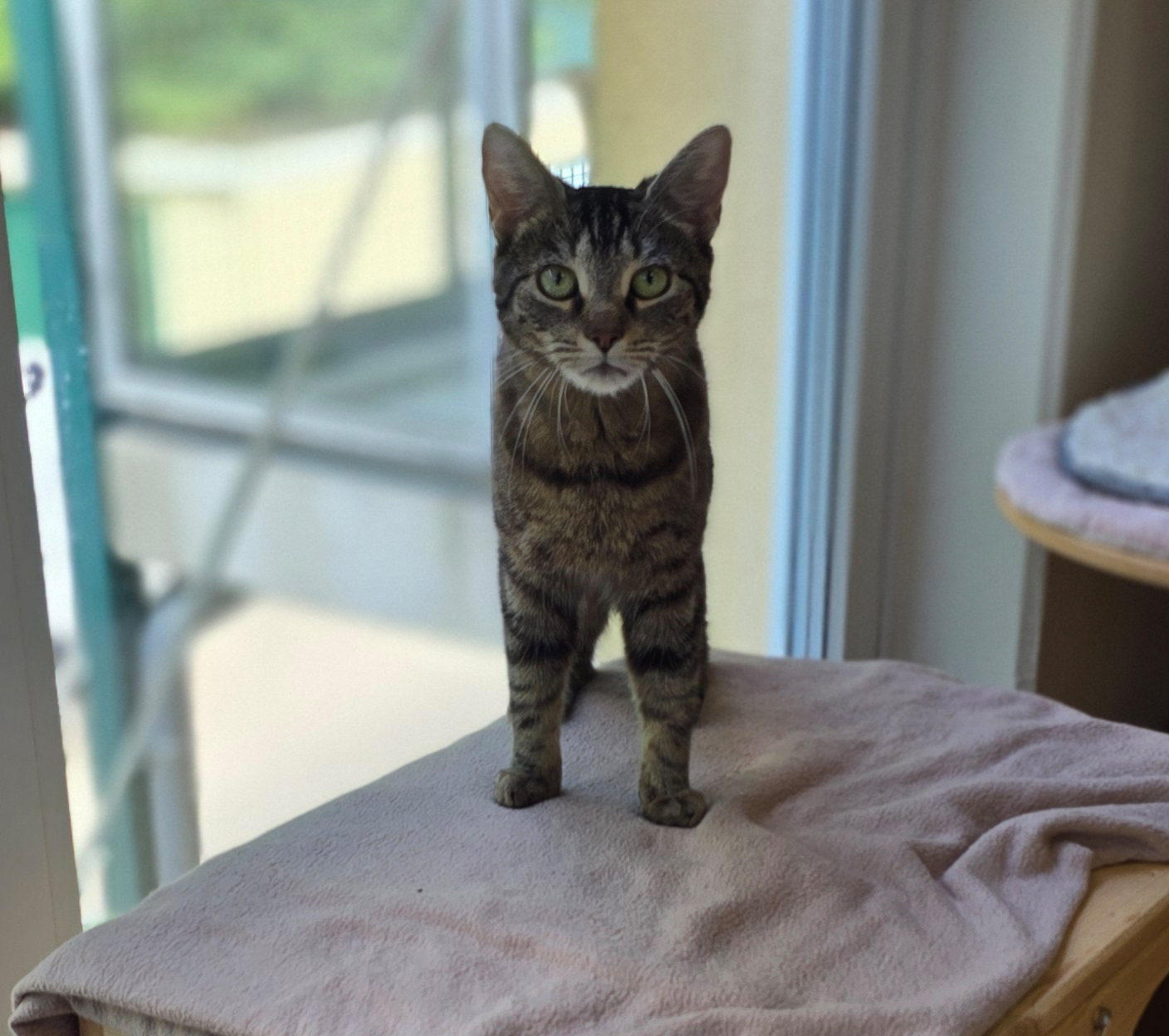 Toni – Profilbild Toni im Tierheim Hannover