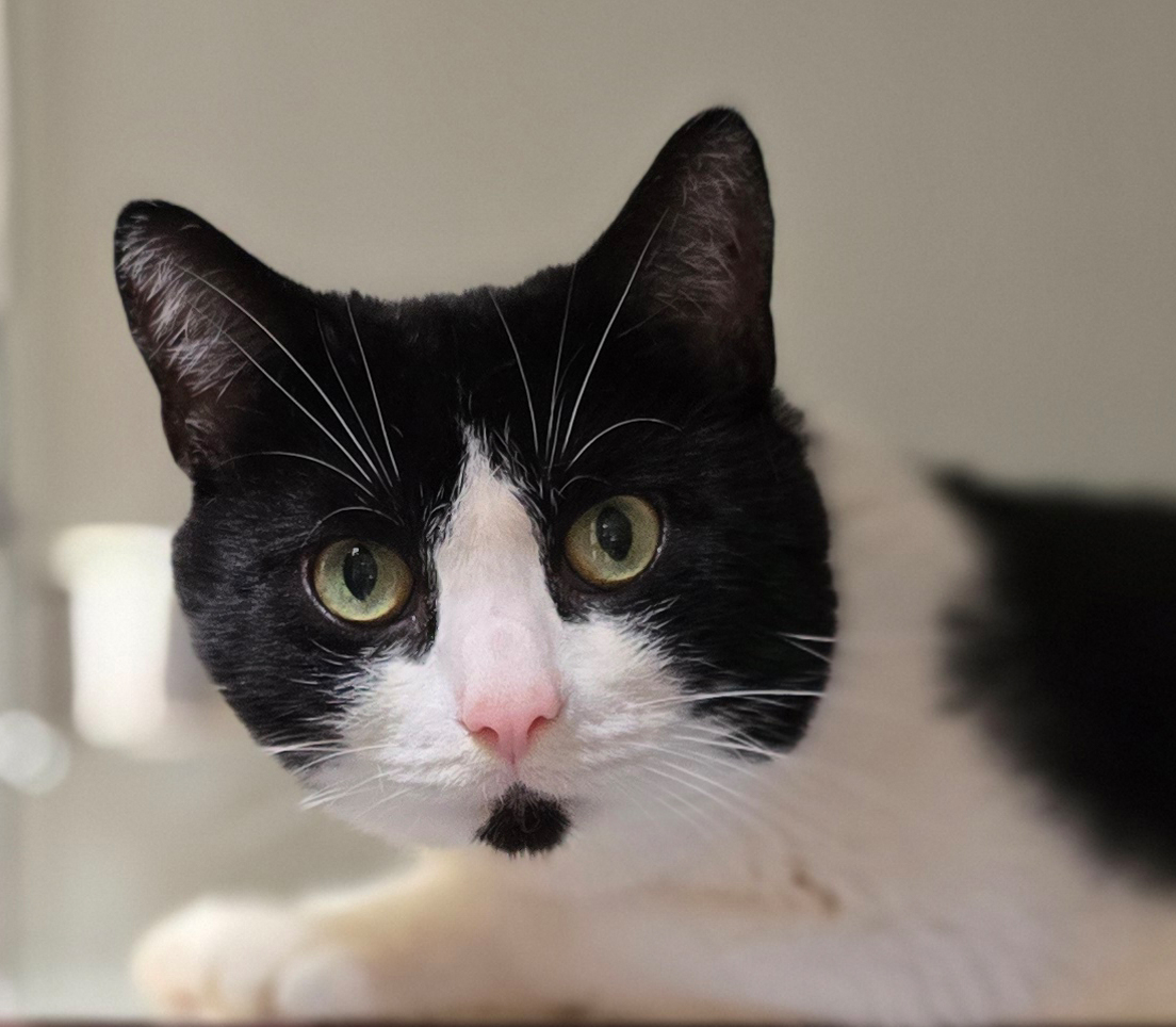 Porträt des schwarz-weißen Katers Uwe.