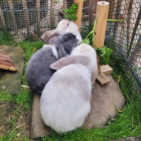 Irmi & Momo & Koda