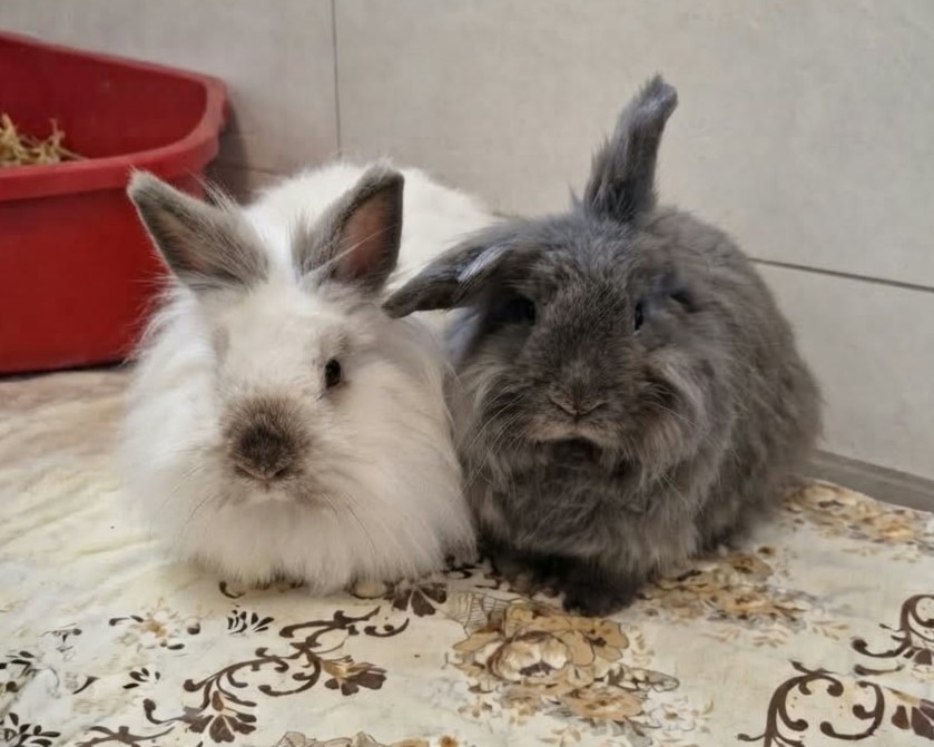 Caviana + Porcellus
