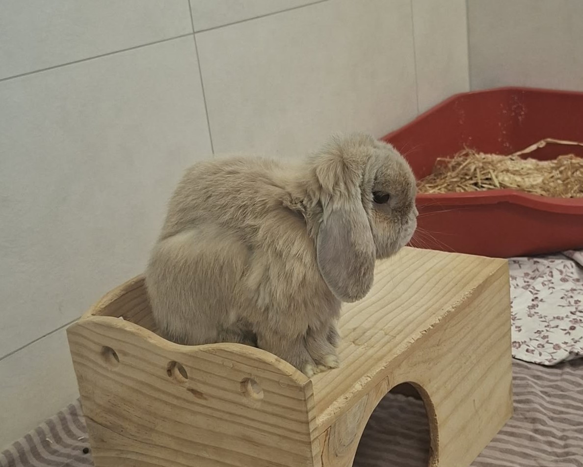 Cosymo auf einem Holzhaus Beigefarbenes Kaninchen Cosymo mit hängenden Ohren sitzt auf einem Holzhaus.