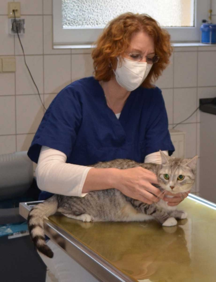 Eine Frau mit Mundschutz hält eine getigerte Katze auf einem Behandlungstisch.