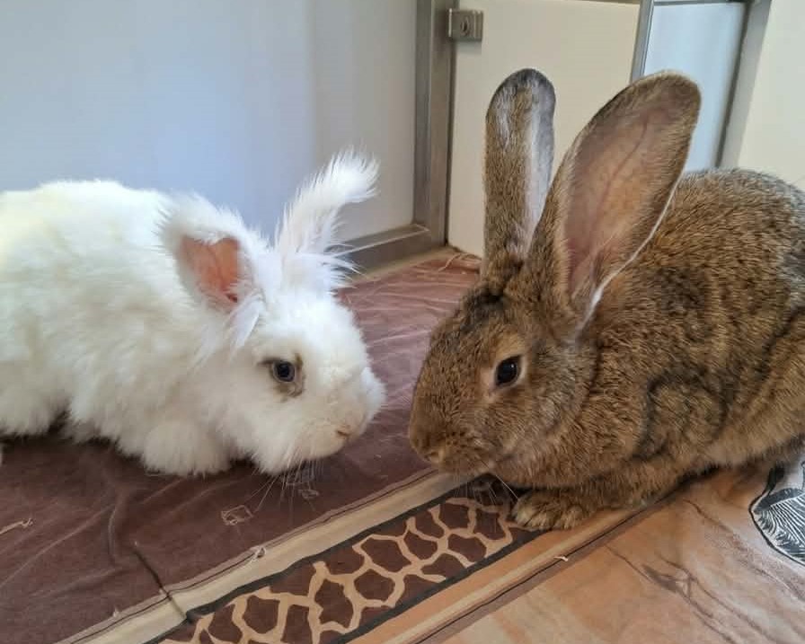Freddie + Sleepy Ein weißes langhaariges und ein braunes Kaninchen sitzen nebeneinander auf einer Decke.
