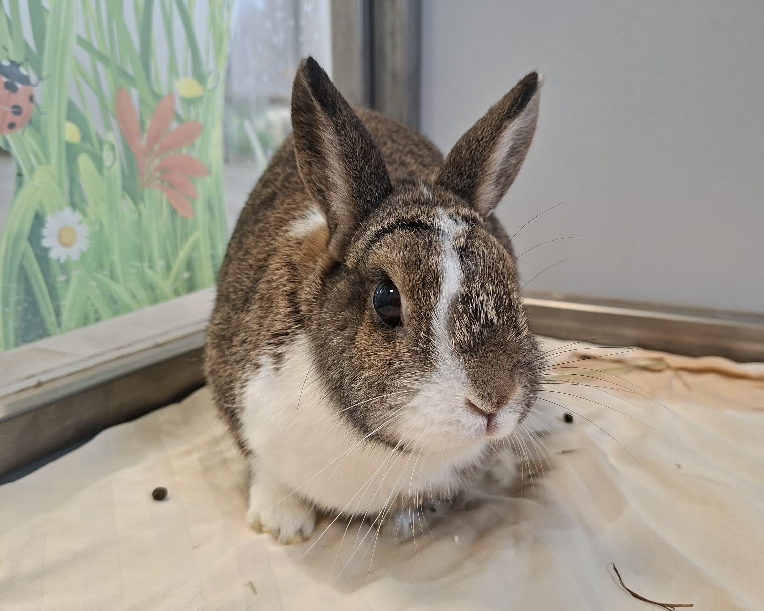 Fritzi im Porträt Braun-weißes Kaninchen Fritzi mit aufgerichteten Ohren blickt in die Kamera.