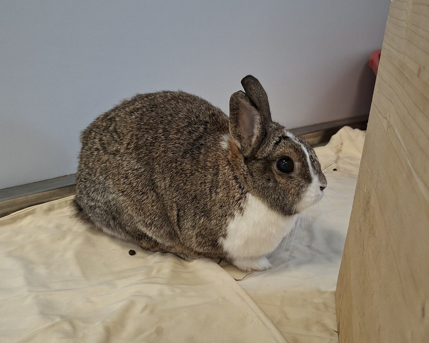 Fritzi neben einem Holzhaus Braun-weißes Kaninchen Fritzi sitzt seitlich neben einem Holzhaus auf einer hellen Decke.