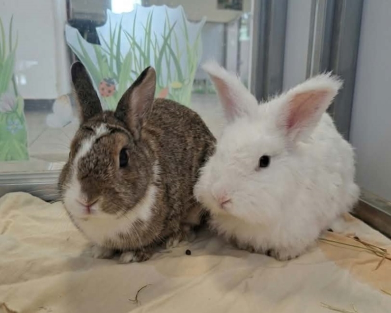Fritzi und Knödelchen nebeneinander Knödelchen & Fritzi