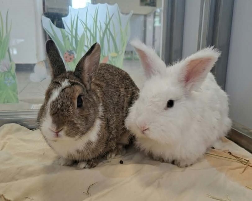 Fritzi und Knödelchen nebeneinander Ein braun-weißes und ein weißes langhaariges Kaninchen sitzen nebeneinander auf einer hellen Decke.