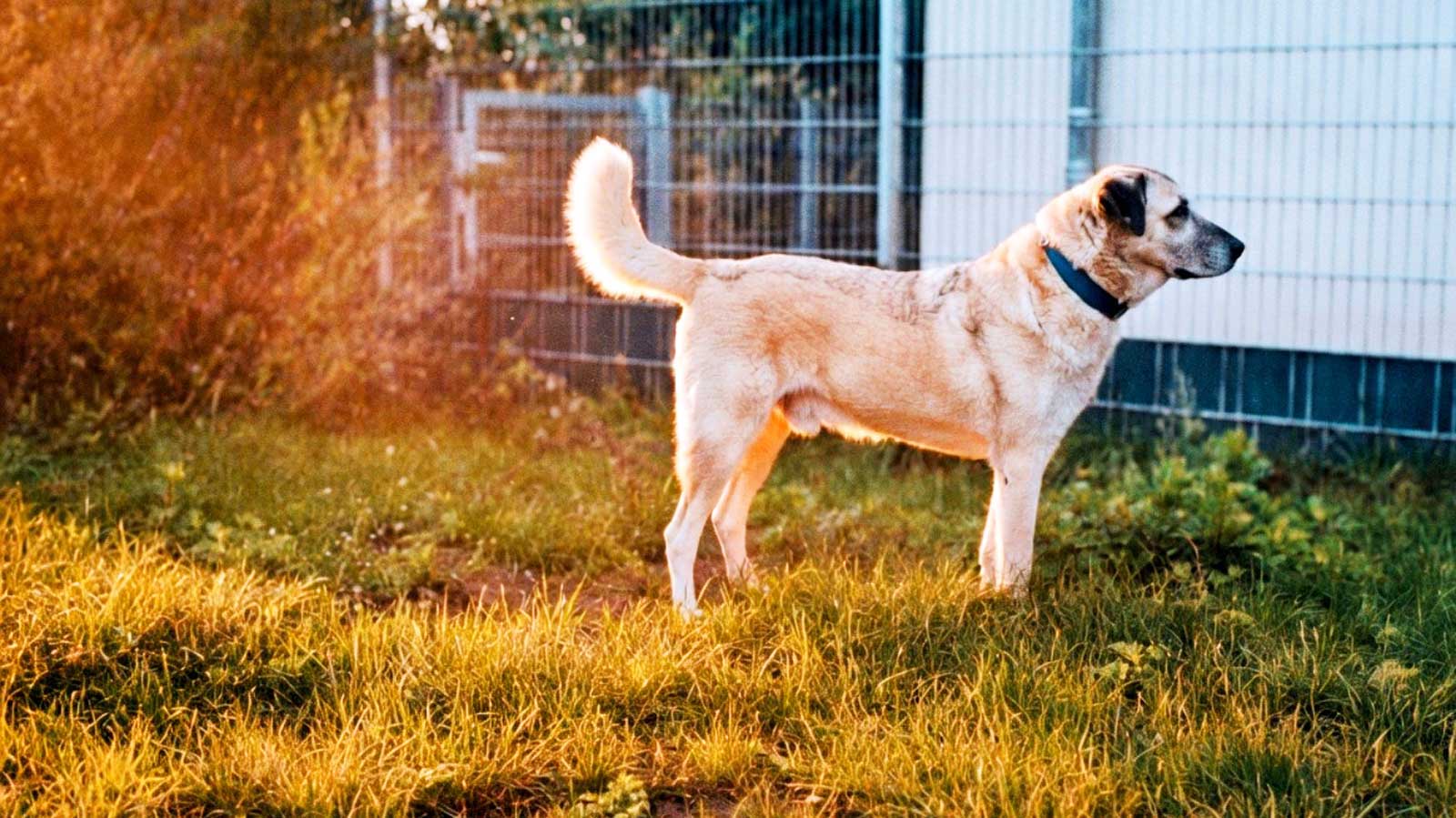 Heller Kangal steht seitlich auf einer Wiese vor einem Zaun