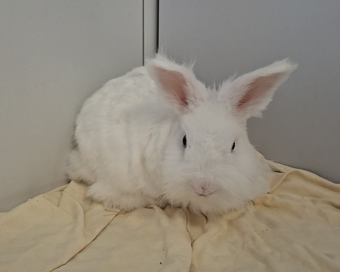 Knödelchen auf einer hellen Decke Weißes langhaariges Kaninchen Knödelchen mit aufgerichteten Ohren sitzt auf einer hellen Decke.
