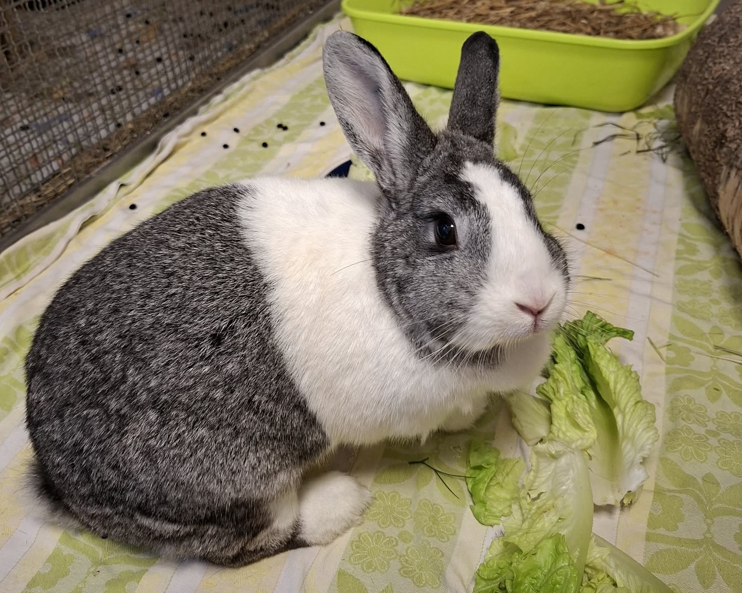 Grau-weißes Kaninchen Lotti sitzt im Gehege neben Salat.