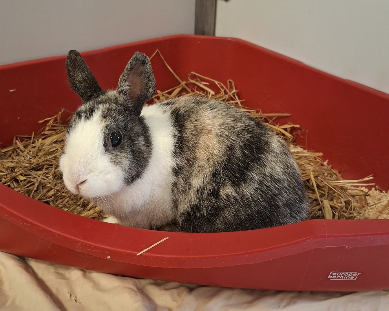 Graubraun-weißes Kaninchen Lucy sitzt auf Stroh in einer roten Schale.