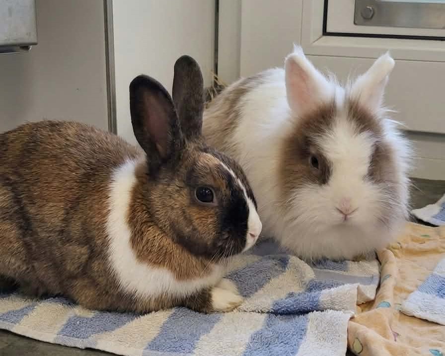 Kaninchen Martin und Myrthe im Tierheim Hannover.