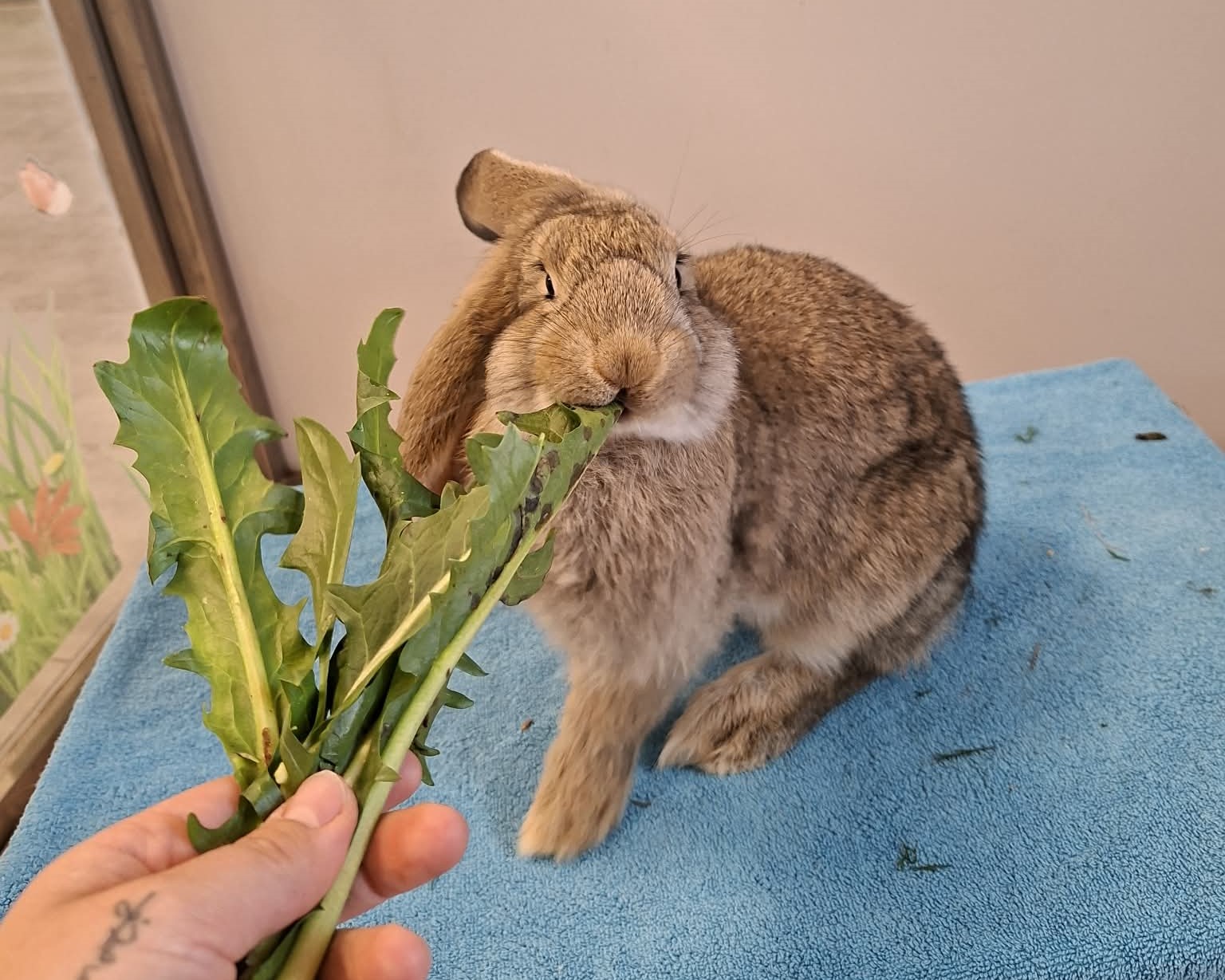 Braunes Kaninchen frisst Grünfutter Braunes Kaninchen mit hängenden Ohren frisst Grünfutter auf einem blauen Handtuch.