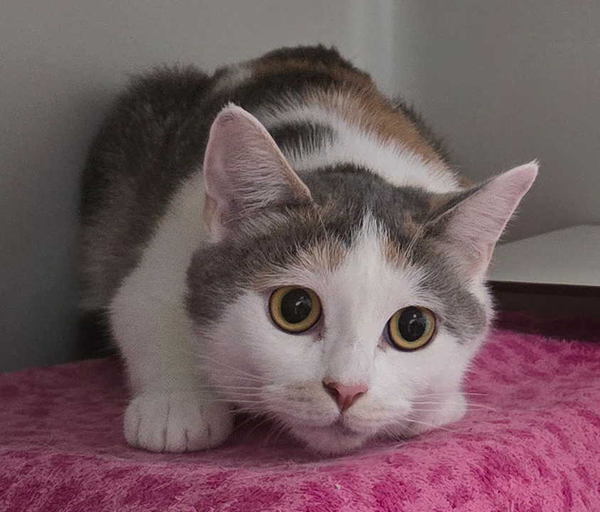 Porträt von Bluna Weiß-graue Katze Bluna liegt auf einer pinken Decke.