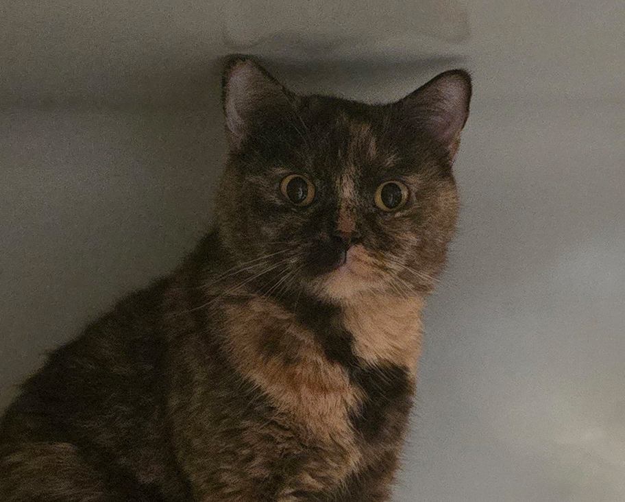 Porträt von Chanel Graue Katze Chanel schaut in die Kamera.