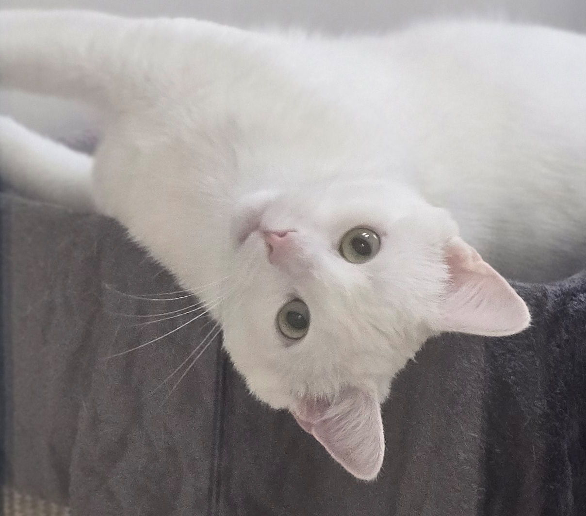 Nahaufnahme von Dave auf der Kratztonne Nahaufnahme des weißen Katers Dave, der seitlich auf einem dunklen Handtuch liegt.